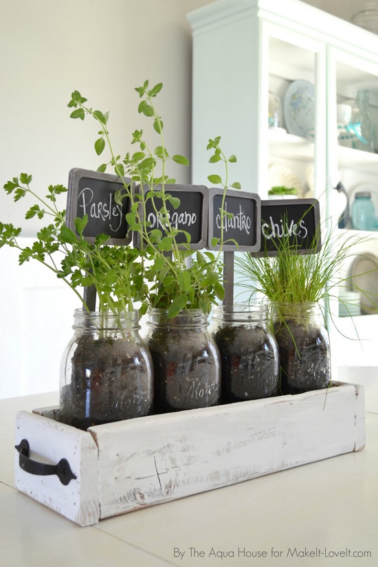 Indoor House Plants