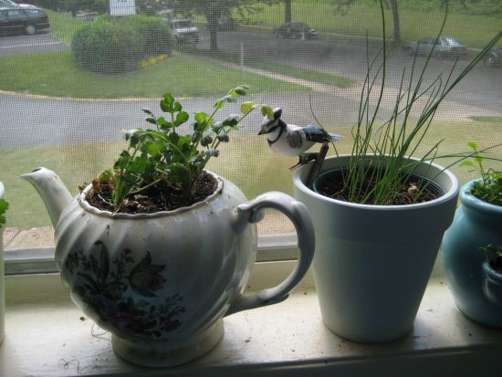 Indoor Herbs Garden