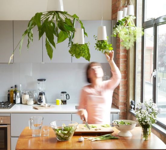 Grow Herbs Indoor