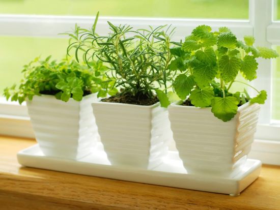 DIY Indoor Herb Garden