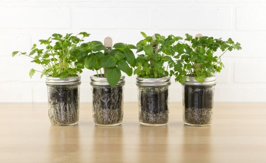 DIY Indoor Herb Garden,