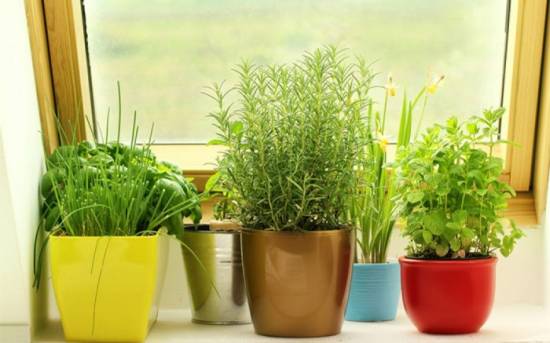 Indoor Windowsill Herb Garden