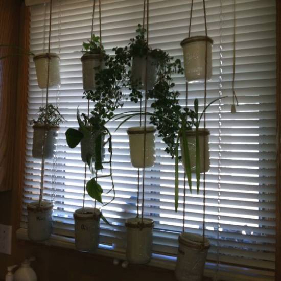 Mason jar hanging herb garden