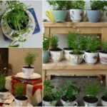 Tea Cup Herb Garden