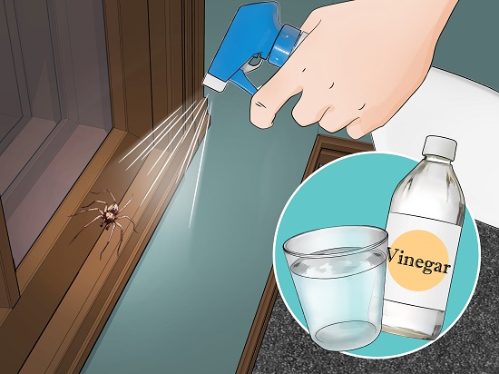 home remedies to kill spiders